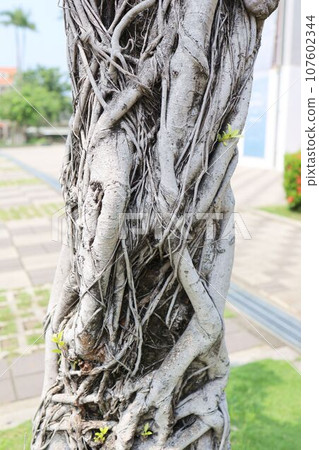 Banyan tree at Anping Fort. Tainan City, Taiwan 107602344