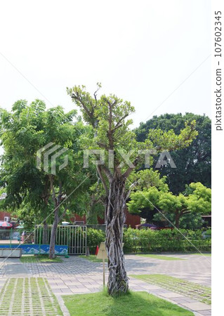 Banyan tree at Anping Fort. Tainan City, Taiwan 107602345