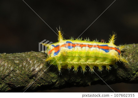 Larva of the black-capped moth 107602355