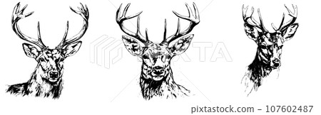 Isolated deer head vector, hunting logo, isolated deer head illustration, wild animal, hand drawn, not AI Isolated deer head vector, hunting logo, isolated deer head illustration, wild animal, hand drawn, not AI 107602487