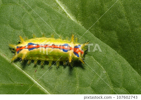 Larva of the black-capped moth 107602743