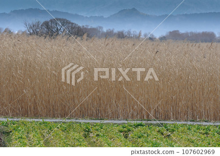 Photographing reedbeds in the water district of Omihachiman City, Shiga Prefecture 107602969