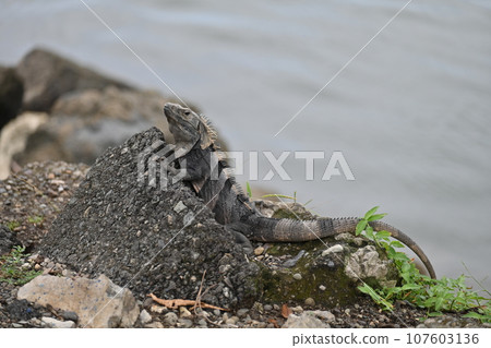 Iguana in Manuel Antonio National Park Iguana in Manuel Antonio National Park 107603136