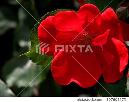 "Saraband" is a red rose flower that blooms in May during the spring rose season. "Saraband" is a red rose flower that blooms in May during the spring rose season. 107603275