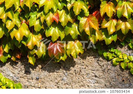 Boston ivy or Parthenocissus tricuspidata plant on the wall. Japanese creeper or Japanese ivy climbing plant 107603434