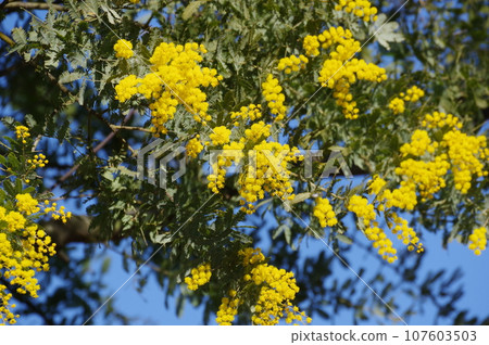 含羞草（藍天） 107603503