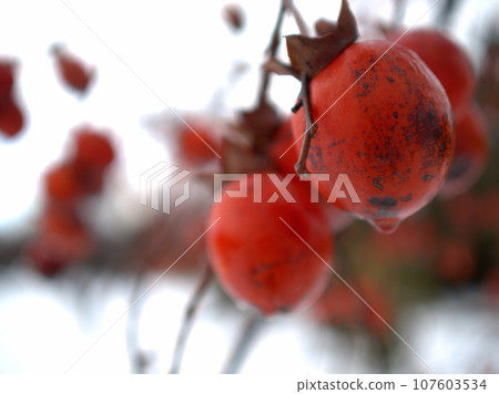 Sanjagaki (Sanjagaki) that ripened in December when it snowed 107603534