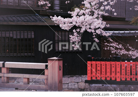 Photographing cherry blossoms in Higashiyama Gion Shirakawa, Kyoto City in spring in the ancient capital 107603597
