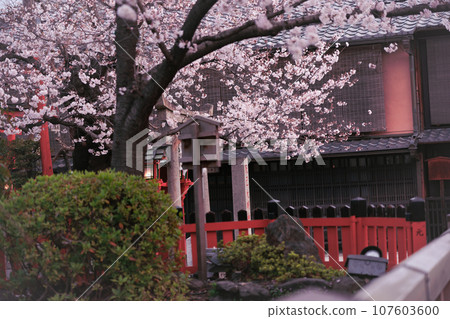 Photographing cherry blossoms in Higashiyama Gion Shirakawa, Kyoto City in spring in the ancient capital 107603600