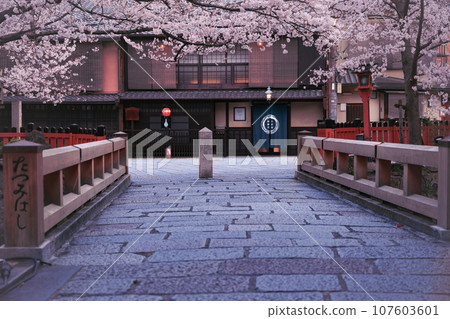 Photographing cherry blossoms in Higashiyama Gion Shirakawa, Kyoto City in spring in the ancient capital 107603601