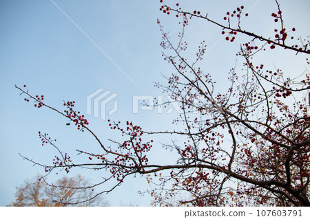 Branch of a tree with red berries ang orange leaves against the blue sky. Branch of a tree with red berries ang orange leaves against the blue sky. 107603791