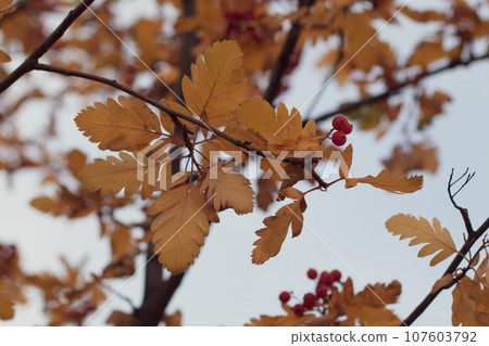 Autumn leaves and berries on the branches of a whitethorn. Autumn leaves and berries on the branches of a whitethorn. 107603792