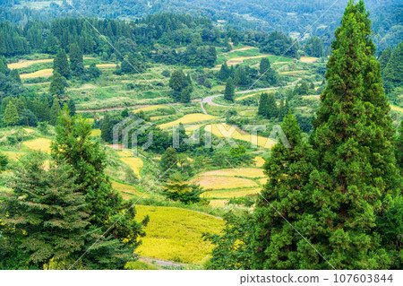 (Niigata Prefecture) Evening view of rice terraces at Autumn Star Pass and rice terraces 107603844