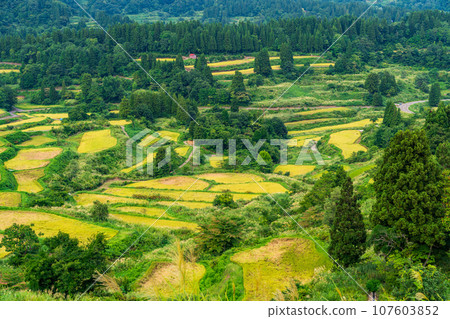 (Niigata Prefecture) Evening view of rice terraces at Autumn Star Pass and rice terraces (Niigata Prefecture) Evening view of rice terraces at Autumn Star Pass and rice terraces 107603852