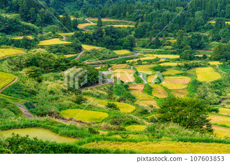 (Niigata Prefecture) Evening view of rice terraces at Autumn Star Pass and rice terraces (Niigata Prefecture) Evening view of rice terraces at Autumn Star Pass and rice terraces 107603853