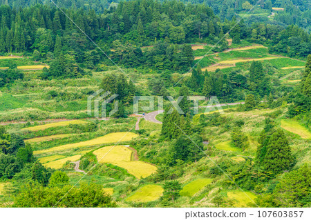 (Niigata Prefecture) Evening view of rice terraces at Autumn Star Pass and rice terraces 107603857