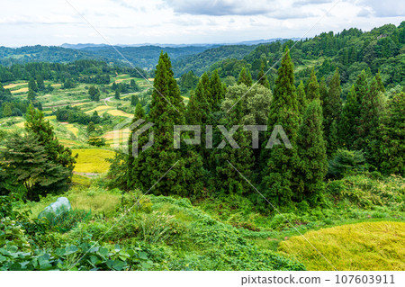 (Niigata Prefecture) Minoru Inaho, Autumn Hoshitoge and Rice Terrace Evening View (Niigata Prefecture) Minoru Inaho, Autumn Hoshitoge and Rice Terrace Evening View 107603911