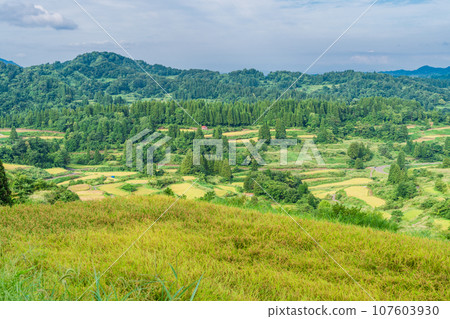 (Niigata Prefecture) Minoru Inaho, Autumn Hoshitoge and Rice Terrace Evening View 107603930