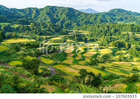 (Niigata Prefecture) Minoru Inaho, Autumn Hoshitoge and Rice Terrace Evening View 107603933