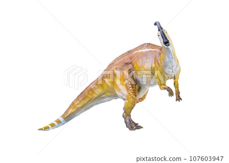 Parasaurolophus dinosaur isolated background Parasaurolophus dinosaur isolated background 107603947