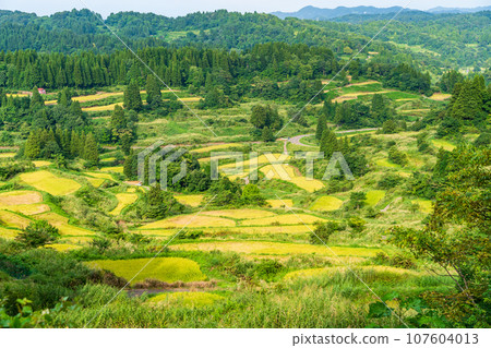 (Niigata Prefecture) Minoru Inaho, Autumn Hoshitoge and Rice Terrace Evening View 107604013