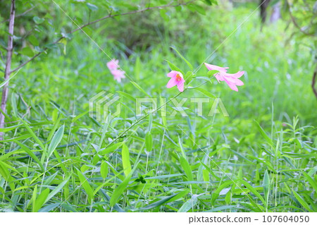 百合花 百合花 107604050