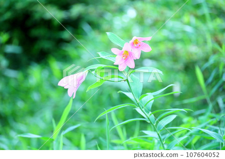 百合花 百合花 107604052