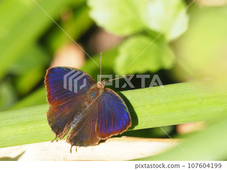 Purple swallow (male) Purple swallow (male) 107604199