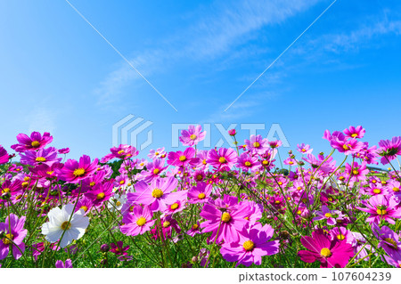 [Hyogo Prefecture] My family and I went sightseeing in the cosmos fields of Awaji Hanasajiki on a holiday with blue skies in October. 107604239