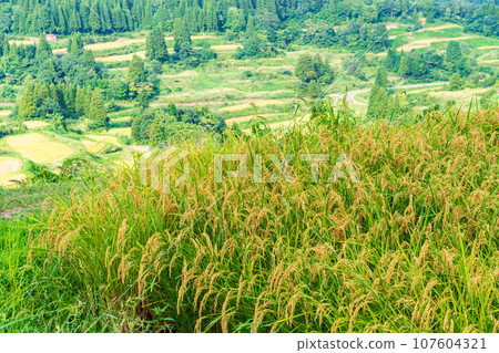 （新潟縣） 稻穗稔、星頭/水稻梯田（新潟縣） 107604321