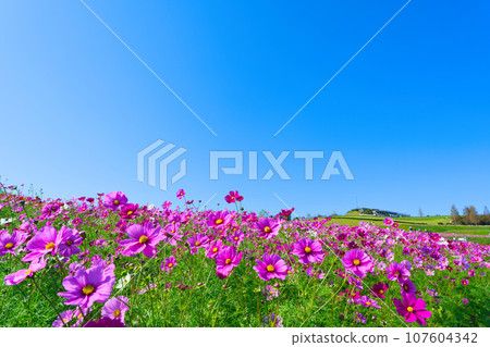 [Hyogo Prefecture] My family and I went sightseeing in the cosmos fields of Awaji Hanasajiki on a holiday with blue skies in October. 107604342