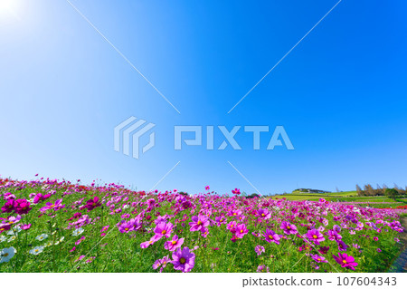 [Hyogo Prefecture] My family and I went sightseeing in the cosmos fields of Awaji Hanasajiki on a holiday with blue skies in October. 107604343