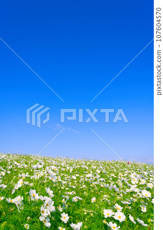 [Hyogo Prefecture] My family and I went sightseeing in the cosmos fields of Awaji Hanasajiki on a holiday with blue skies in October. 107604570