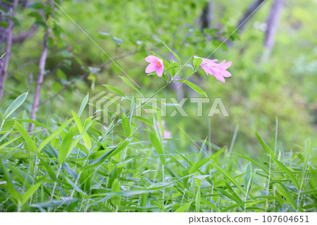 Lily flowers 107604651