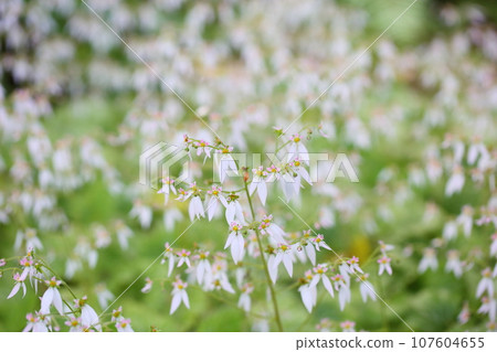 Yukinoshita flower 107604655