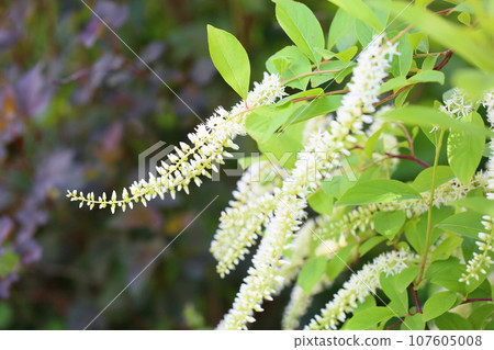 Cobanosuina花 107605008