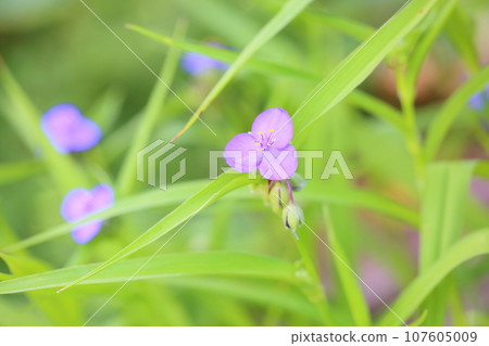 Murasaki Yukusa之花 107605009