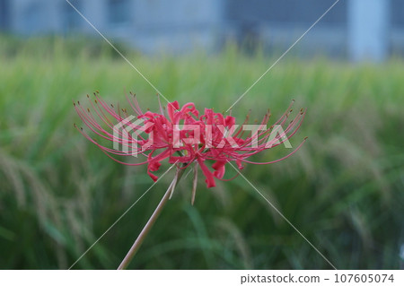 A single Higanbana flower and rice 107605074