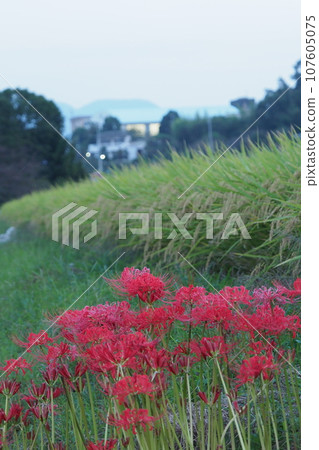Higanbana and rice in Izumi City 107605075