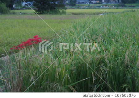 Rice fields and amaryllidaceae in Izumi City 107605076