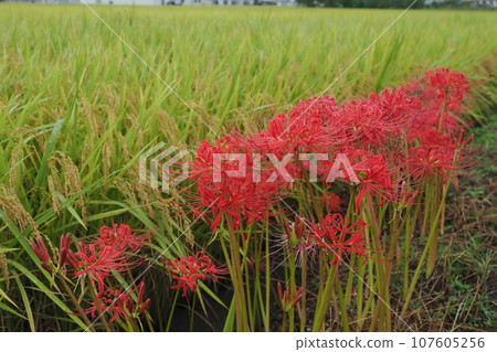 Higanbana blooming at the edge of a rice field in Izumi City Higanbana blooming at the edge of a rice field in Izumi City 107605256