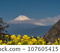 Rape blossoms and Mount Fuji 107605415