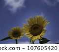Sunflower like the sun 107605420