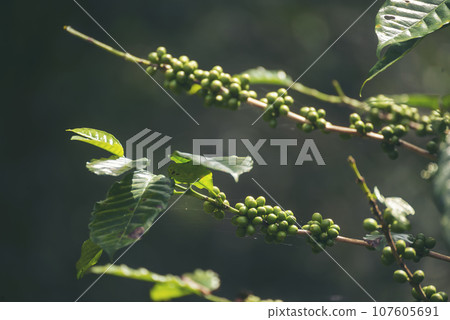 Close up Green seed berries harvest arabica coffee garden. Green coffee bean berry plant fresh raw seed coffee tree growth in eco organic farm. Fresh coffee bean green leaf bush ecology berry plant 107605691