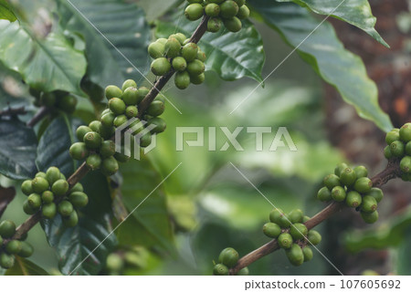 Close up Green seed berries harvest arabica coffee garden. Green coffee bean berry plant fresh raw seed coffee tree growth in eco organic farm. Fresh coffee bean green leaf bush ecology berry plant 107605692