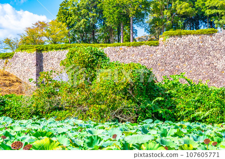 Tamba Sasayama Castle ruins and stone walls 107605771