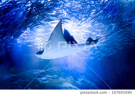 Swim in the aquarium 107605890