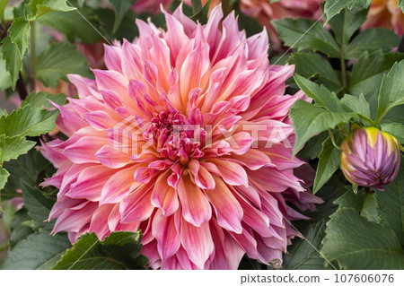 山形縣川西町川西大麗花花園，秋天的景色，鮮豔的大麗花 107606076