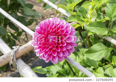 Autumn scenery, brightly blooming dahlias, Kawanishi Dahlia Garden, Kawanishi Town, Yamagata Prefecture Autumn scenery, brightly blooming dahlias, Kawanishi Dahlia Garden, Kawanishi Town, Yamagata Prefecture 107606095