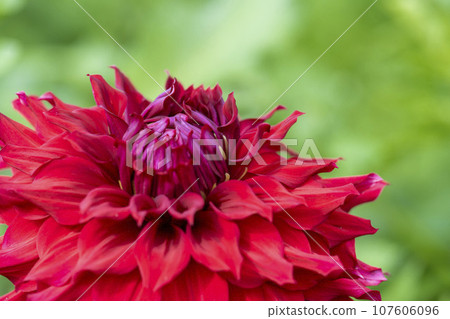 Autumn scenery, brightly blooming dahlias, Kawanishi Dahlia Garden, Kawanishi Town, Yamagata Prefecture 107606096